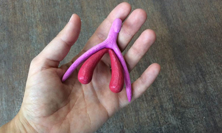 The Clitoris Printed in 3D by Odile Fillod