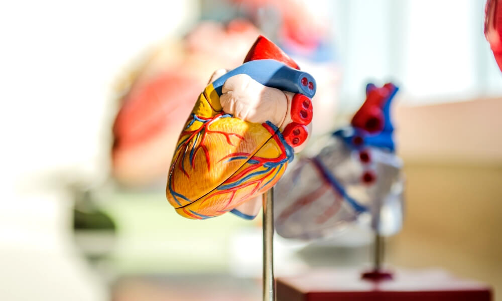 The most promising 3D printed organs projects (2021 Update)