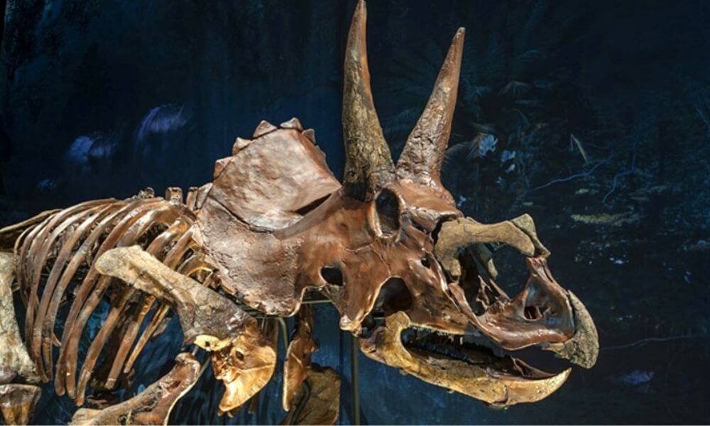 3D printing enabling dinosaur skeleton reconstruction | Sculpteo Blog