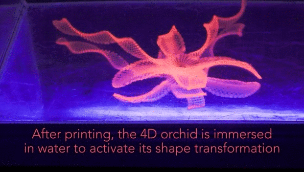 harvard-scientists-unveil-4d-printed-structure-that-change-shape-when-placed-in-water