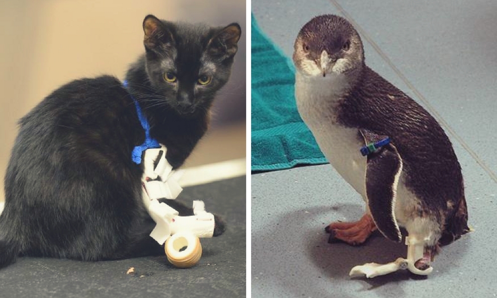 3D Printed Prosthetics: 8 Incredible Animal Prostheses | Sculpteo Blog