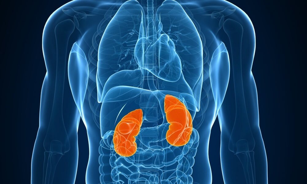 3D printed kidney: What is actually possible?