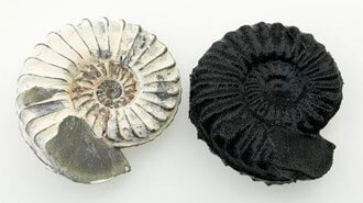 A real ammonite next to a 3D printed one Credit: museumvictoria.com
