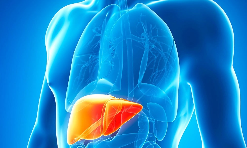 Medical 3D printing: Discover the 3D printed liver