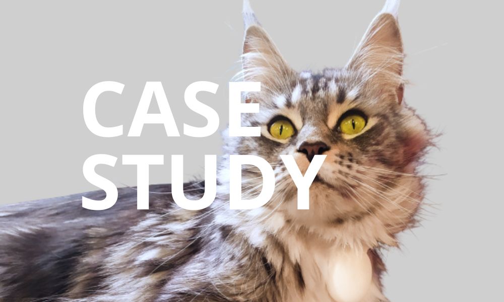 HerdingCats : Suivi comportemental des animaux
