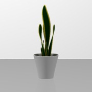 Sanseveria