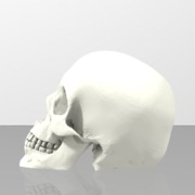 Skull Cleaned