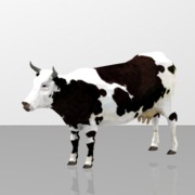 Cow
