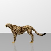 Cheetah