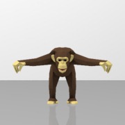 Chimpanzee