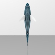 great-white-shark-1.snapshot.5