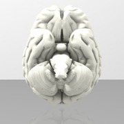 Brain_Model