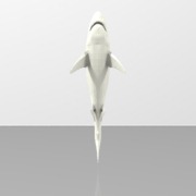 Great White Shark