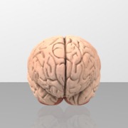 Brain
