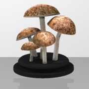 Champignons Bolets