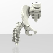 Hip and Pelvis  - sku 195