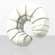 honeybee larva