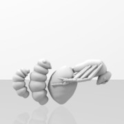 fourmi larve  (etapes)
