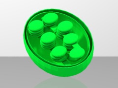 chloroplaste