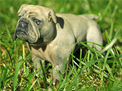 Dog-varnished-thumbnail.png