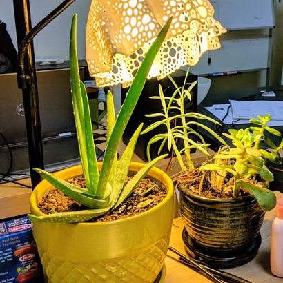 Voronoi Flower Lampshade