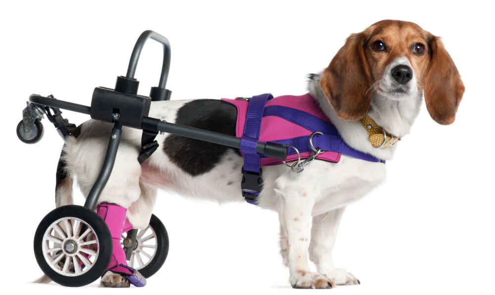 handicapped dog