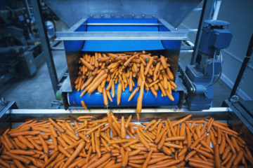 Carrot sorting factory