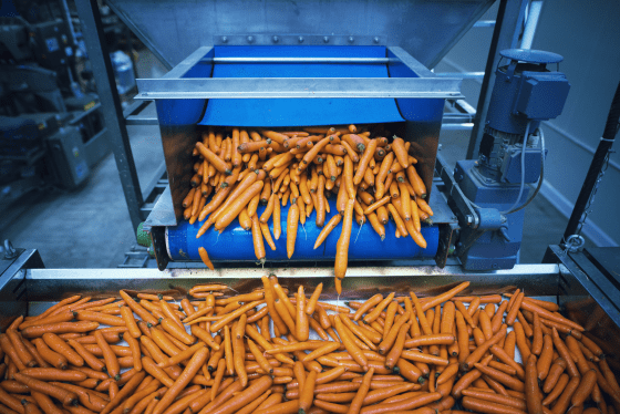 Carrot sorting factory