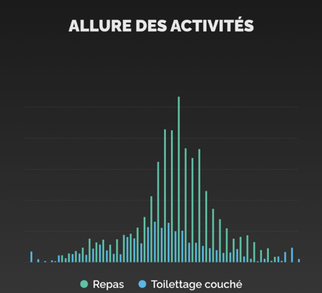 Allure des activités Herding cats