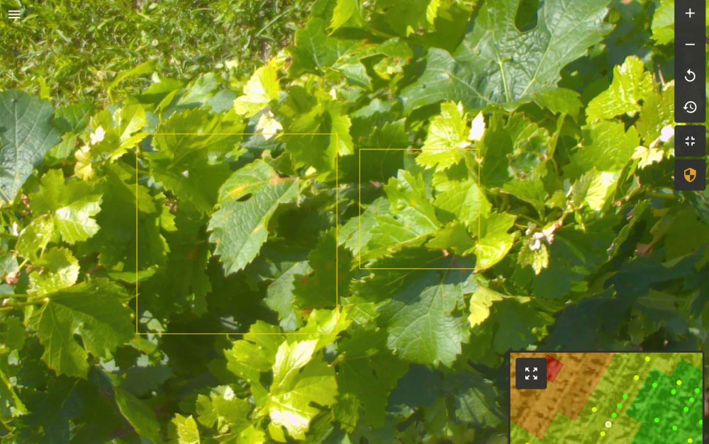 Mold detection image