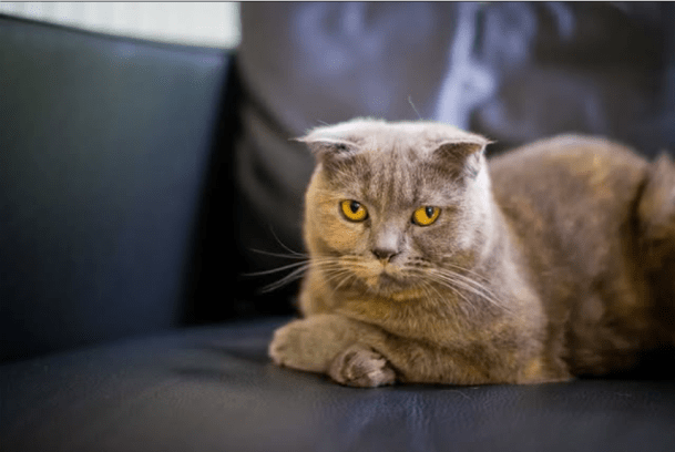 Cat picture for lithophane