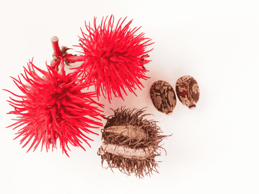 Castor seed - Ricin